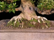 Azalea nebari